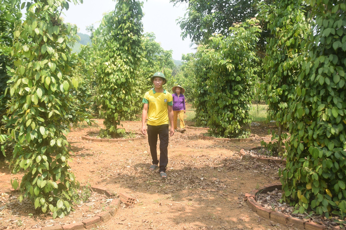 6-145716_39.jpg Khu vườn rộng gần 2ha của gia đình anh Vinh bắt đầu 'đẻ' ra tiền khi 250 gốc bưởi 1.500 gốc tiêu bắt đầu bước vào thời kỳ kinh doanh. Ảnh: V.Đ.T.